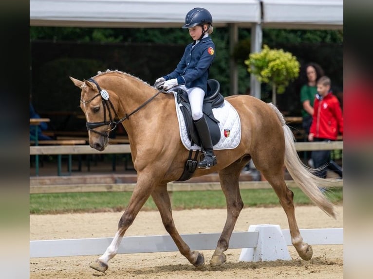 Pony tedesco Castrone 14 Anni Palomino in Ganderkesee