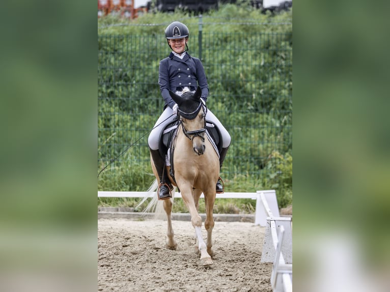 Pony tedesco Castrone 15 Anni 133 cm Palomino in Diemelstadt