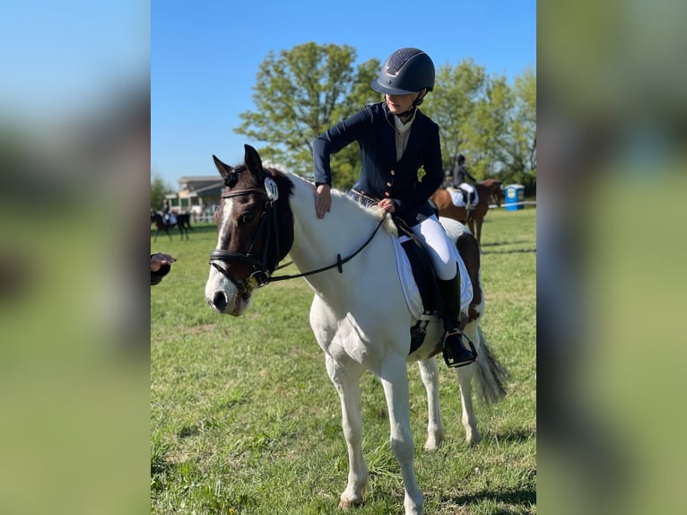 Pony tedesco Mix Castrone 15 Anni 138 cm Pezzato in Altenhausen