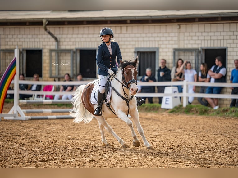 Pony tedesco Mix Castrone 15 Anni 138 cm Pezzato in Altenhausen