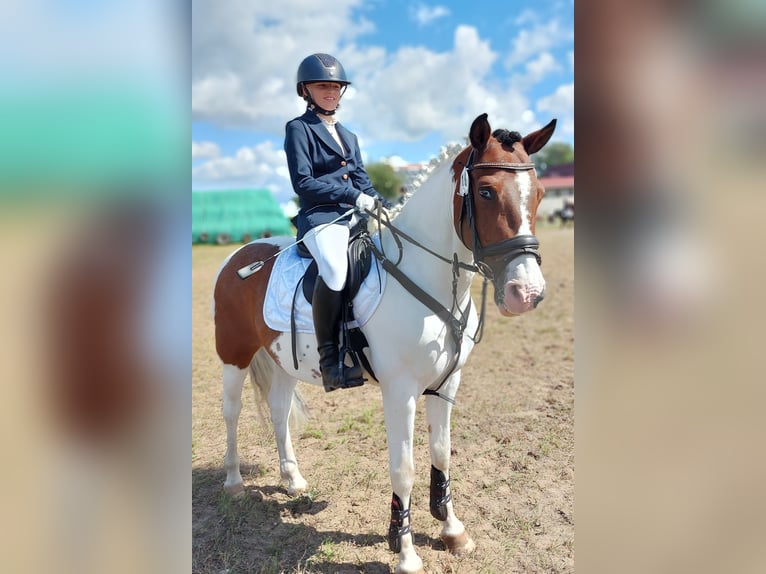 Pony tedesco Mix Castrone 15 Anni 138 cm Pezzato in Altenhausen