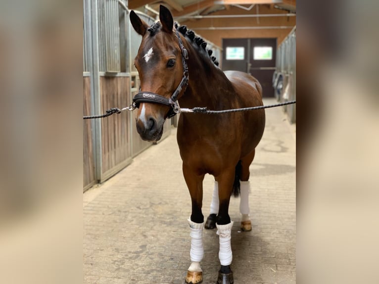 Pony tedesco Castrone 15 Anni 142 cm Baio in Ober-Flörsheim