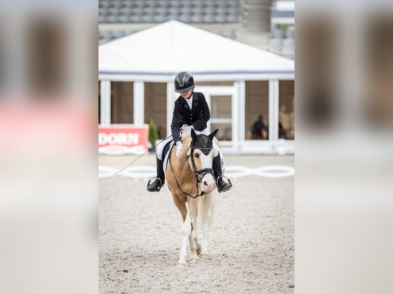 Pony tedesco Mix Castrone 15 Anni 143 cm Palomino in Mülheim an der Ruhr