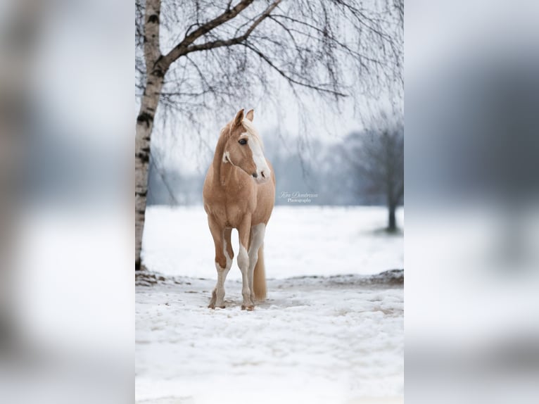 Pony tedesco Mix Castrone 15 Anni 143 cm Palomino in Mülheim an der Ruhr