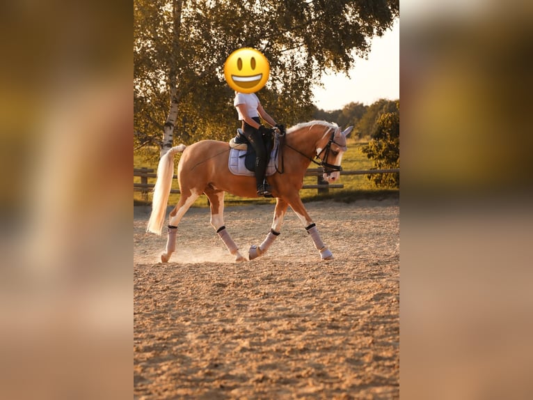 Pony tedesco Mix Castrone 15 Anni 143 cm Palomino in Mülheim an der Ruhr