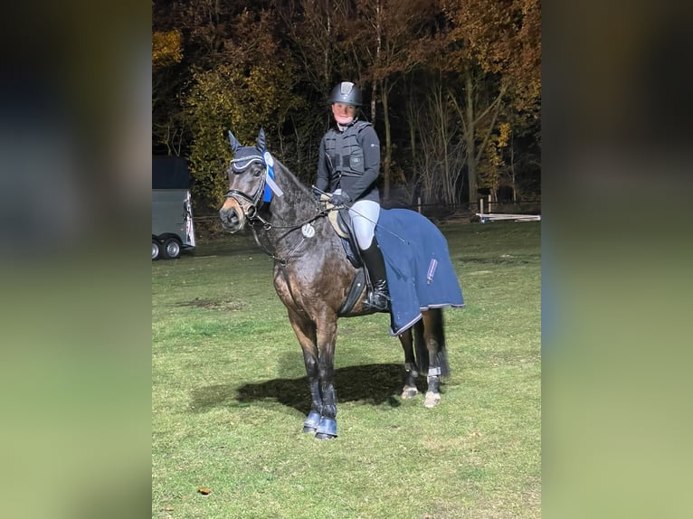 Pony tedesco Castrone 15 Anni 144 cm Baio in Meppen