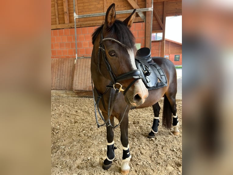 Pony tedesco Castrone 15 Anni 144 cm Baio scuro in Rodgau