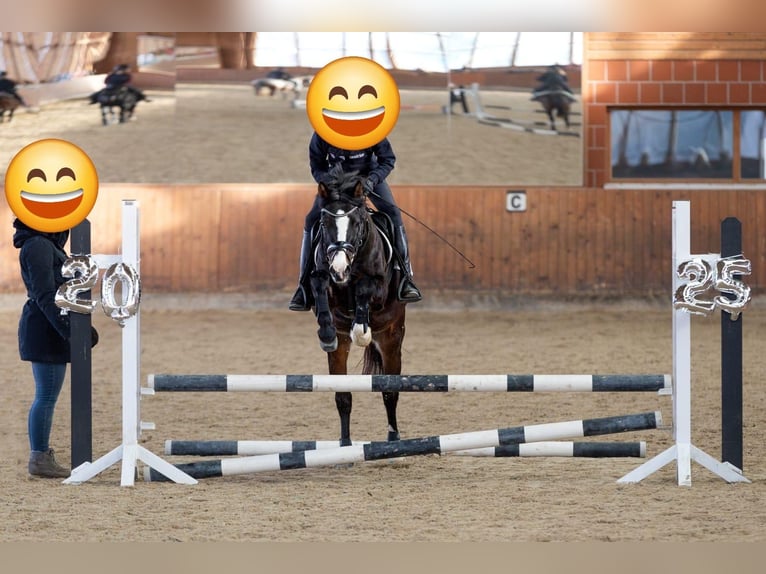 Pony tedesco Castrone 15 Anni 144 cm Baio scuro in Rodgau