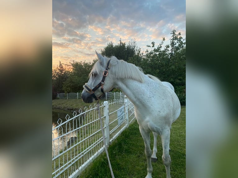 Pony tedesco Castrone 15 Anni 144 cm Grigio in Garbsen