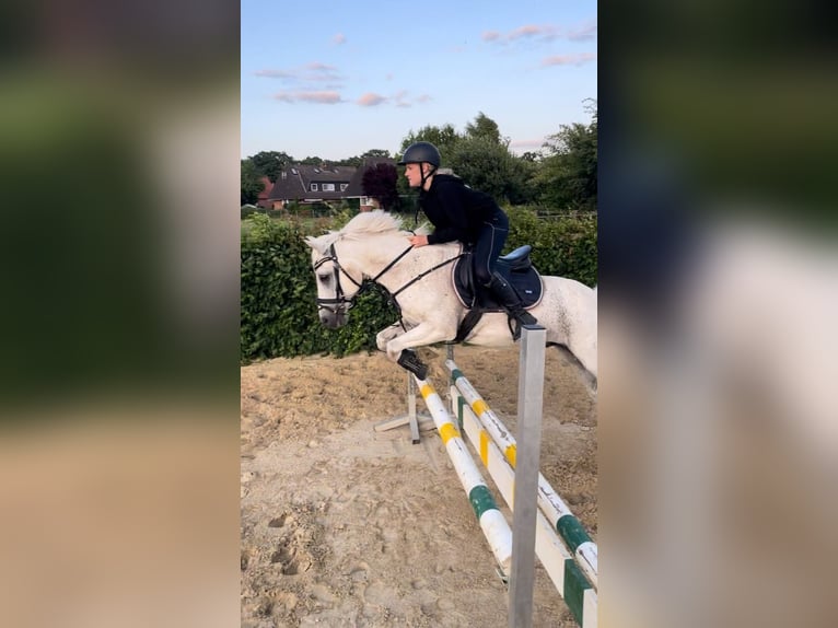 Pony tedesco Castrone 15 Anni 144 cm Grigio in Garbsen