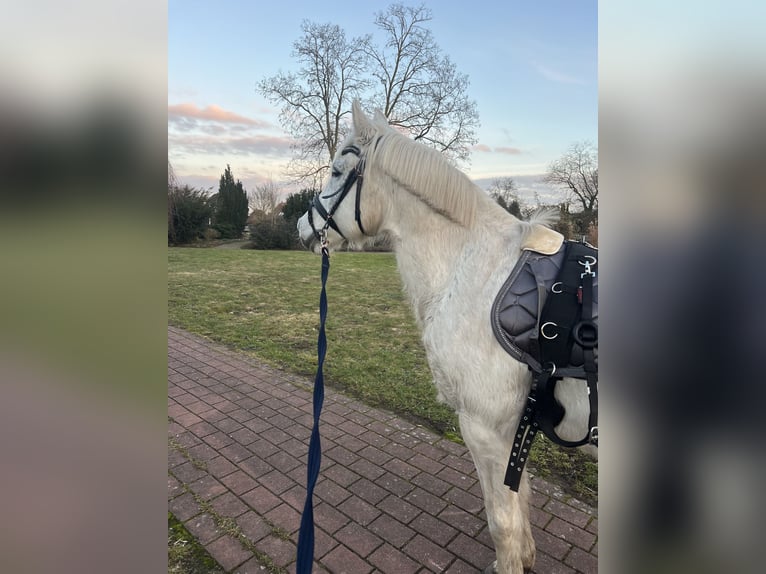 Pony tedesco Castrone 15 Anni 144 cm Grigio in Garbsen