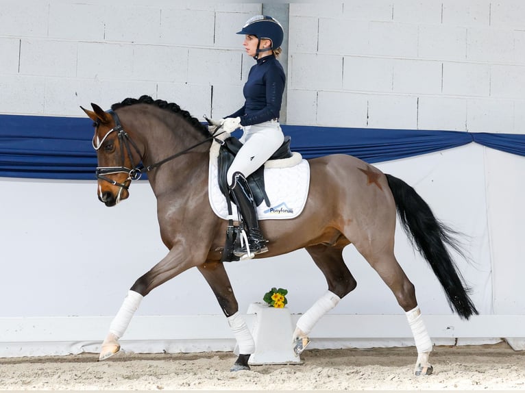 Pony tedesco Castrone 15 Anni 145 cm Baio scuro in Marsberg