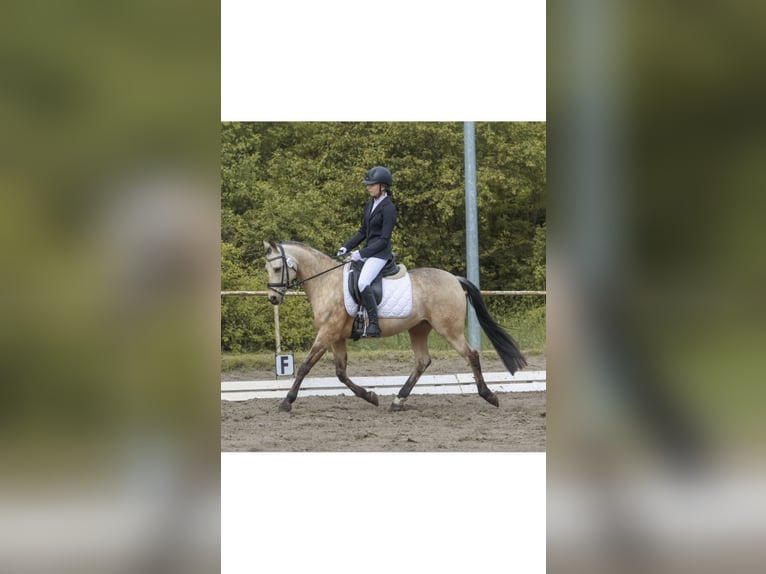 Pony tedesco Castrone 15 Anni 146 cm Falbo in Berlin