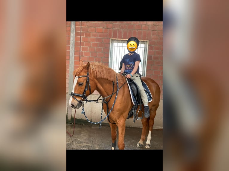 Pony tedesco Castrone 15 Anni 146 cm Sauro in Marl