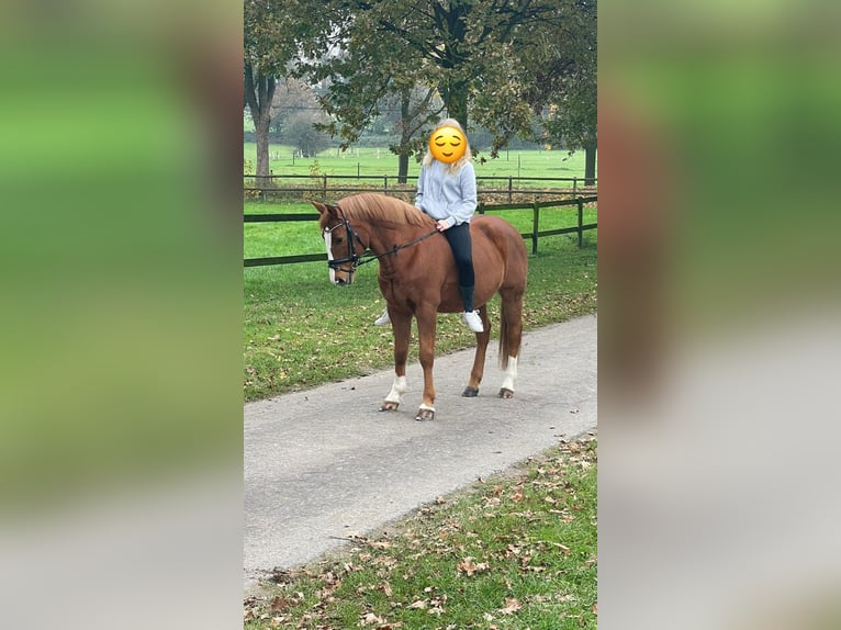 Pony tedesco Castrone 15 Anni 146 cm Sauro in Marl