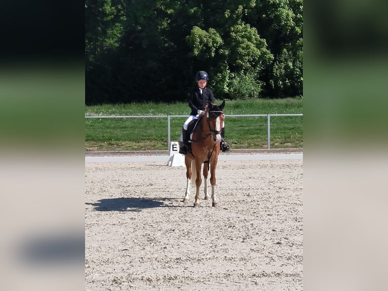 Pony tedesco Castrone 15 Anni 146 cm Sauro in Bodenfelde