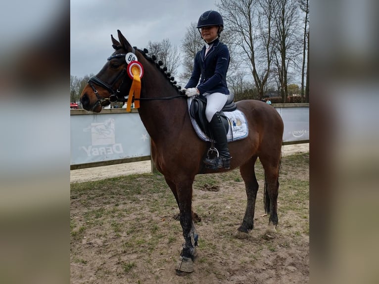 Pony tedesco Castrone 15 Anni 147 cm Baio in Greven