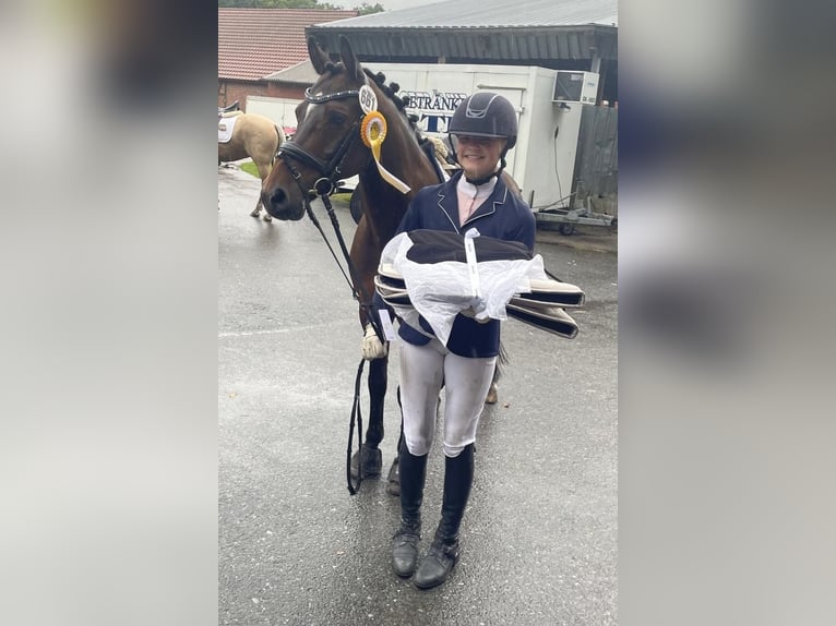 Pony tedesco Castrone 15 Anni 147 cm Baio in Greven