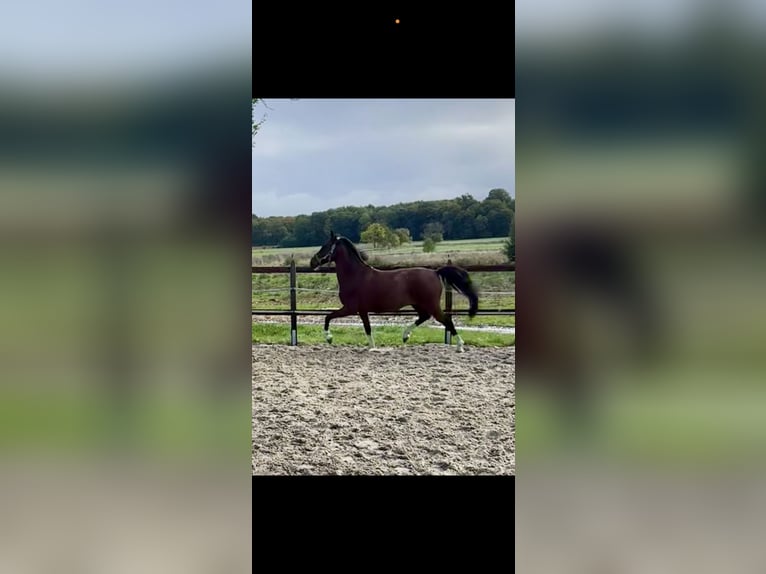 Pony tedesco Castrone 15 Anni 147 cm Baio in Varel