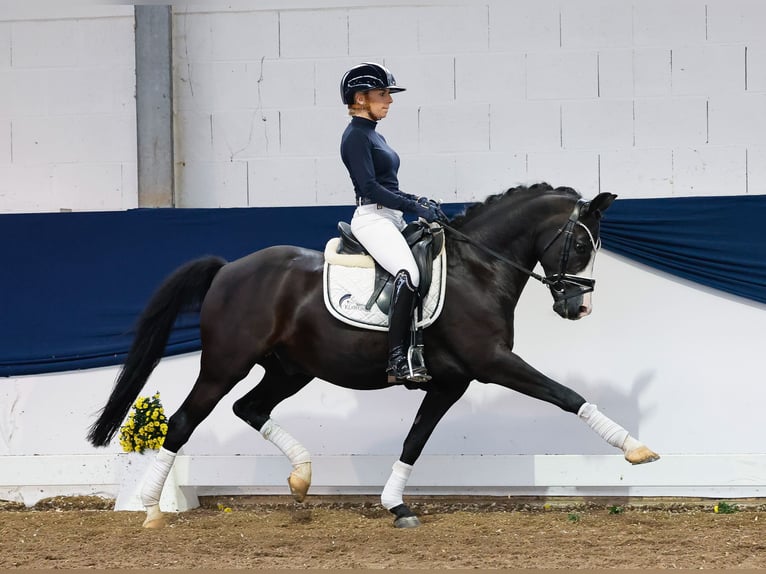 Pony tedesco Castrone 15 Anni 147 cm Baio nero in Marsberg