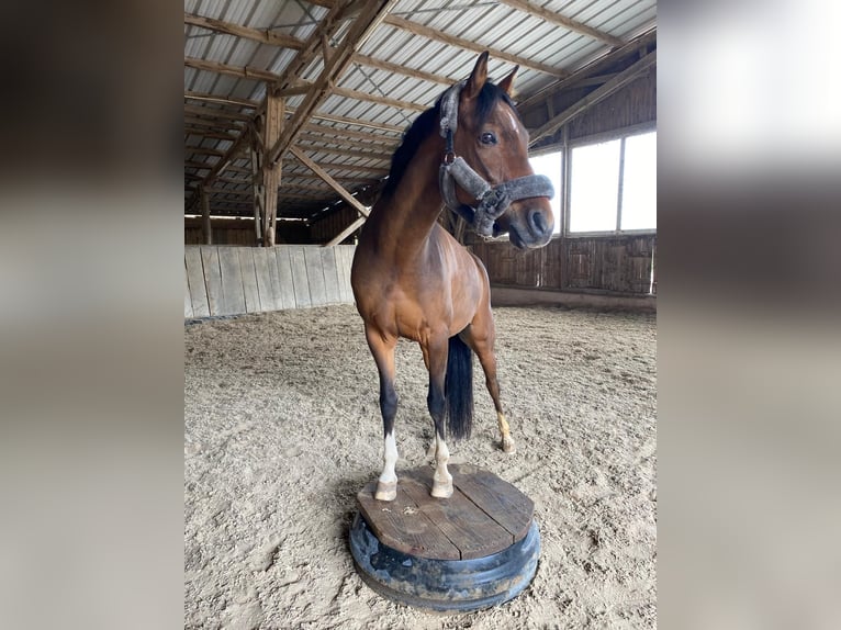 Pony tedesco Castrone 15 Anni 148 cm Baio in Schutterwald