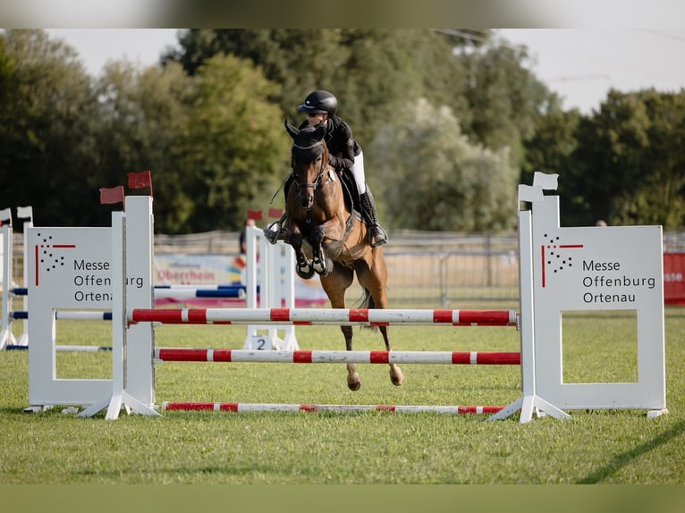 Pony tedesco Castrone 15 Anni 148 cm Baio in Schutterwald