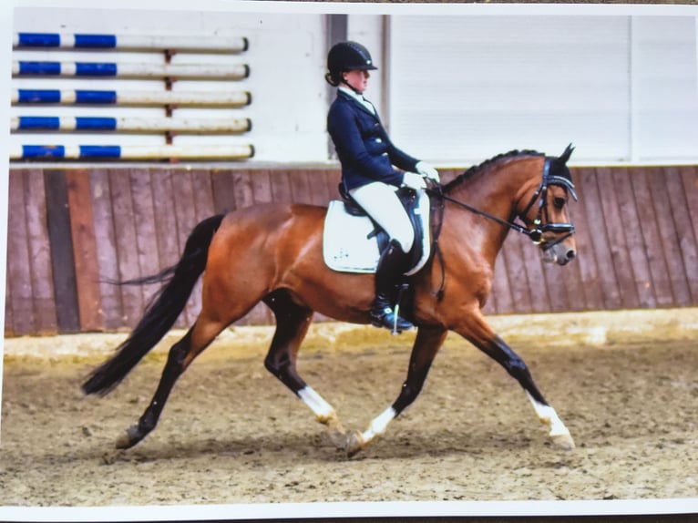 Pony tedesco Castrone 15 Anni 148 cm Baio in Meppen
