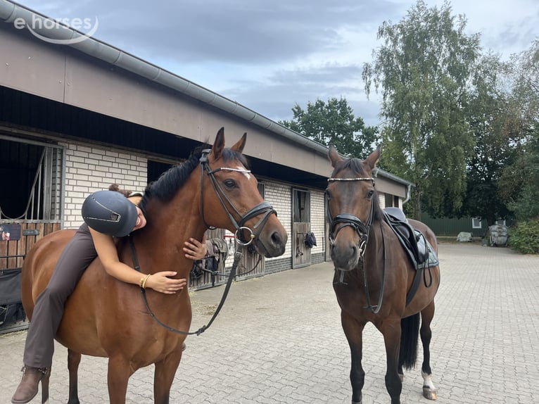 Pony tedesco Castrone 15 Anni 148 cm Baio in Norderstedt