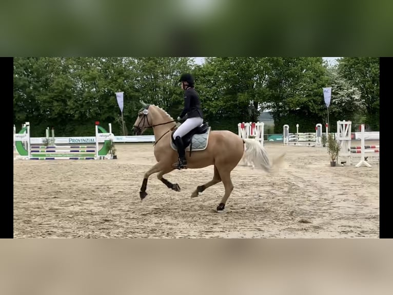 Pony tedesco Castrone 15 Anni 148 cm Palomino in Vechta