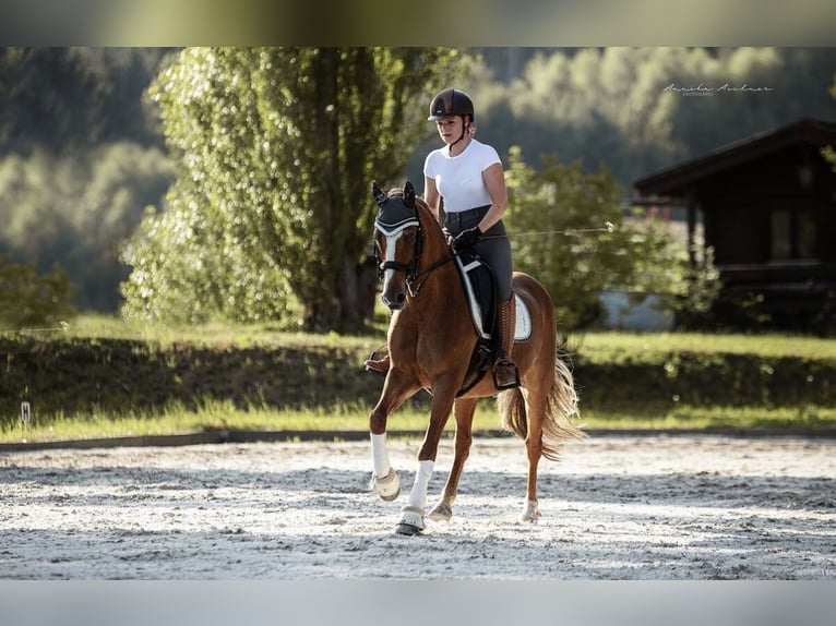Pony tedesco Castrone 15 Anni 148 cm Sauro in MoosburgMoosburt