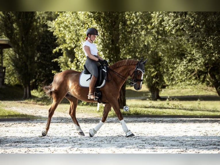 Pony tedesco Castrone 15 Anni 148 cm Sauro in MoosburgMoosburt