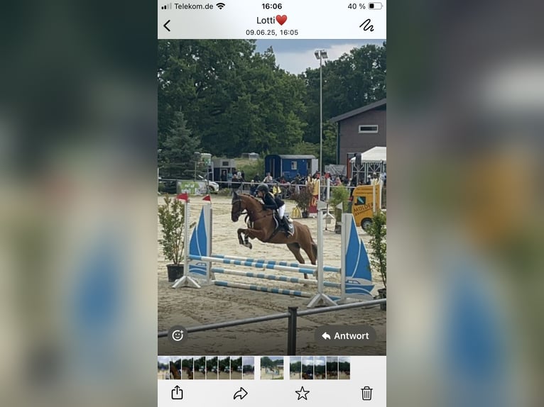 Pony tedesco Castrone 15 Anni 148 cm Sauro in Ascheberg