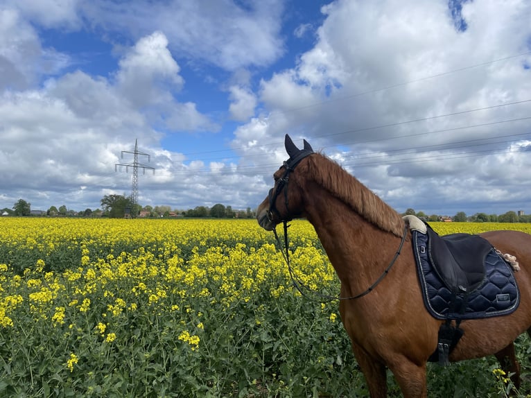 Pony tedesco Castrone 15 Anni 148 cm Sauro in Warendorf