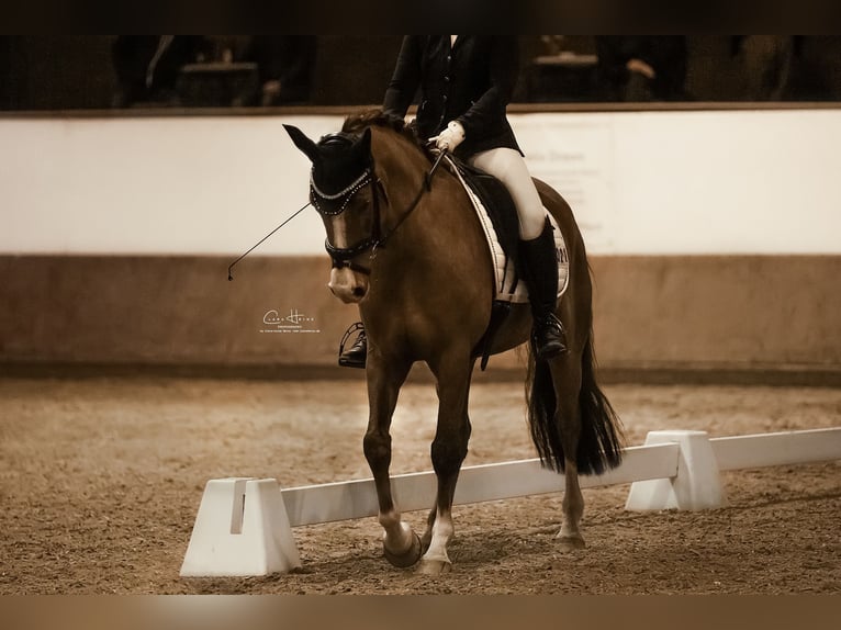 Pony tedesco Castrone 15 Anni 148 cm Sauro scuro in Billigheim