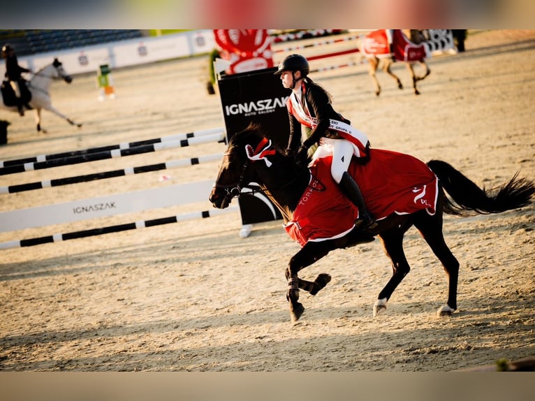 Pony tedesco Castrone 15 Anni 149 cm Baio nero in Strzelce Krajeńskie