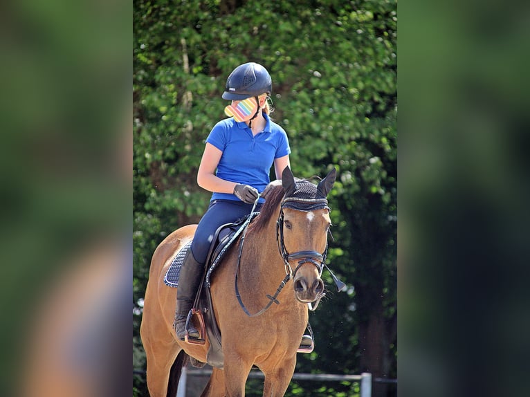 Pony tedesco Castrone 15 Anni 151 cm Falbo in Stadecken-Elsheim