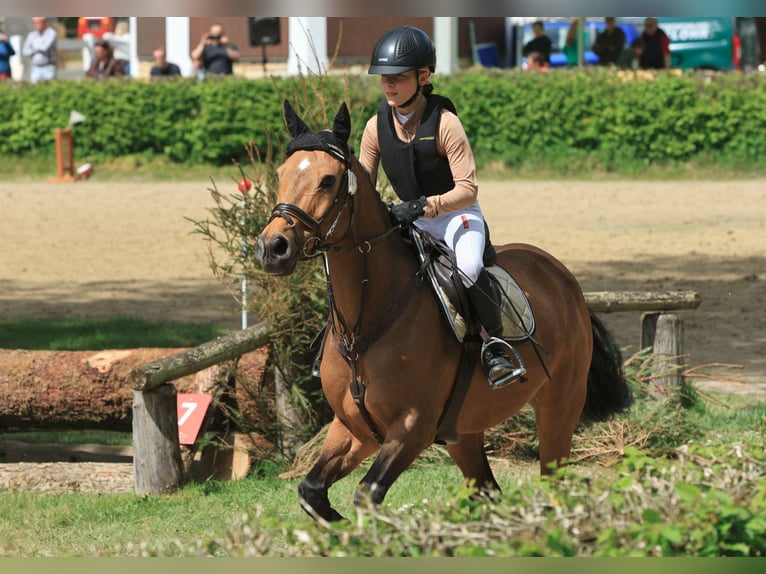 Pony tedesco Castrone 15 Anni 151 cm Falbo in Stadecken-Elsheim