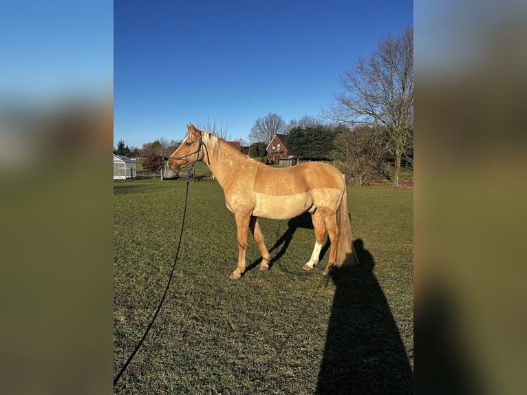 Pony tedesco Castrone 15 Anni 151 cm Palomino in Emsdetten