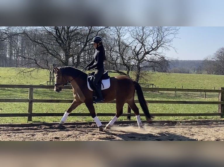 Pony tedesco Castrone 15 Anni Sauro in Taarstedt