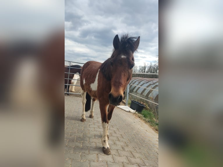 Pony tedesco Castrone 16 Anni 126 cm Baio chiaro in Walsdorf