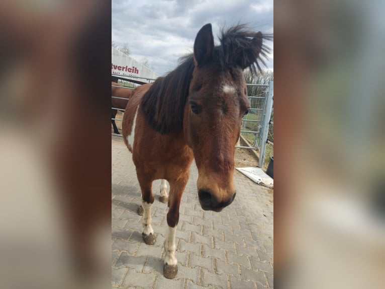 Pony tedesco Castrone 16 Anni 126 cm Baio chiaro in Walsdorf