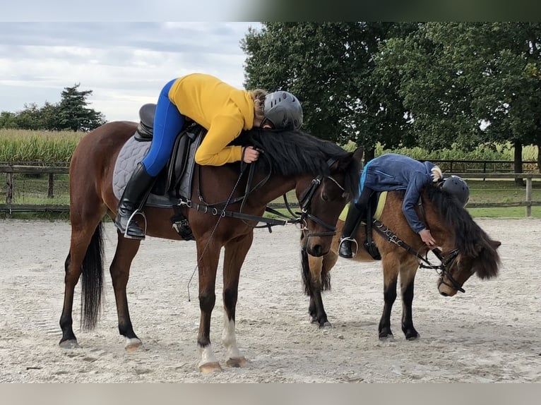 Pony tedesco Castrone 16 Anni 138 cm Baio in Geldern