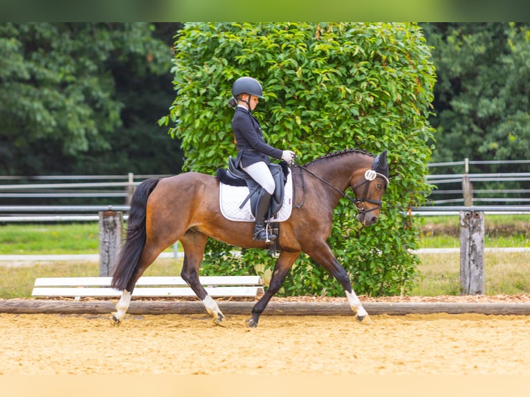 Pony tedesco Castrone 16 Anni 140 cm Baio scuro in Goch