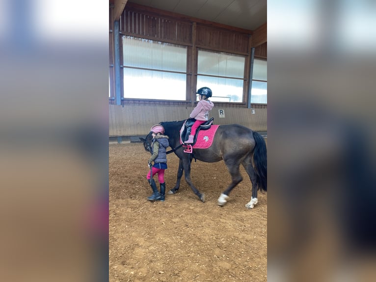 Pony tedesco Castrone 16 Anni 145 cm Falbo in Eberdingen