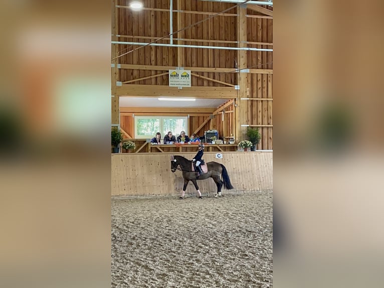 Pony tedesco Castrone 16 Anni 145 cm Falbo in Eberdingen