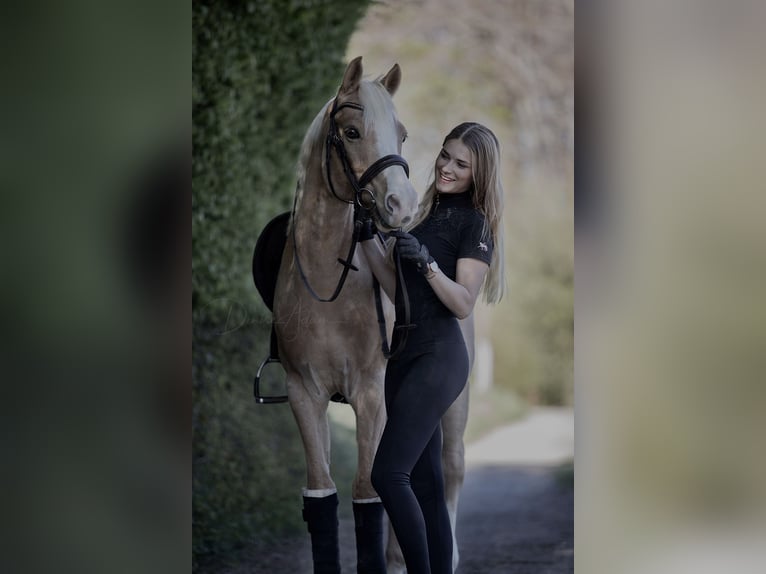 Pony tedesco Castrone 16 Anni 145 cm Palomino in Overath