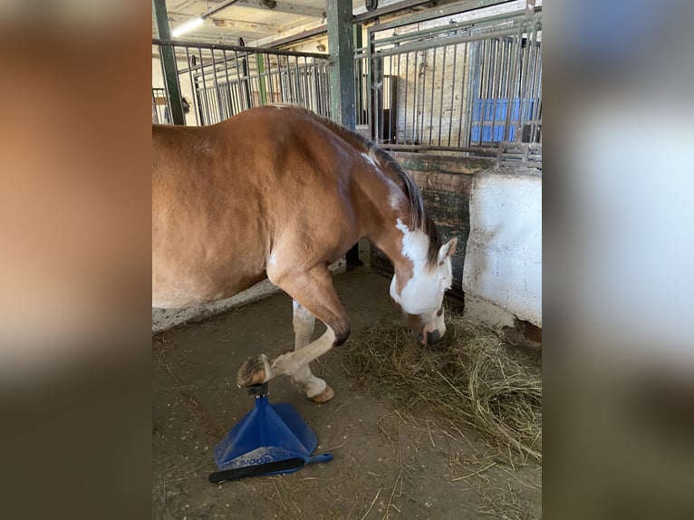 Pony tedesco Mix Castrone 16 Anni 145 cm Pezzato in Rostock