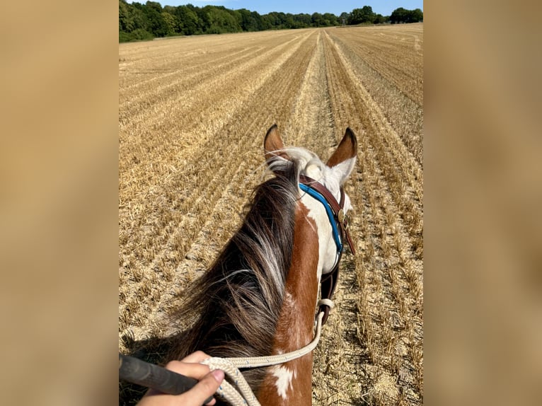 Pony tedesco Mix Castrone 16 Anni 145 cm Pezzato in Rostock
