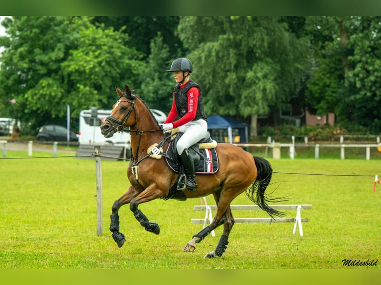Pony tedesco Castrone 16 Anni 147 cm Baio in Moormerland Pony tedesco Castrone 16 Anni 147 cm Baio in Moormerland