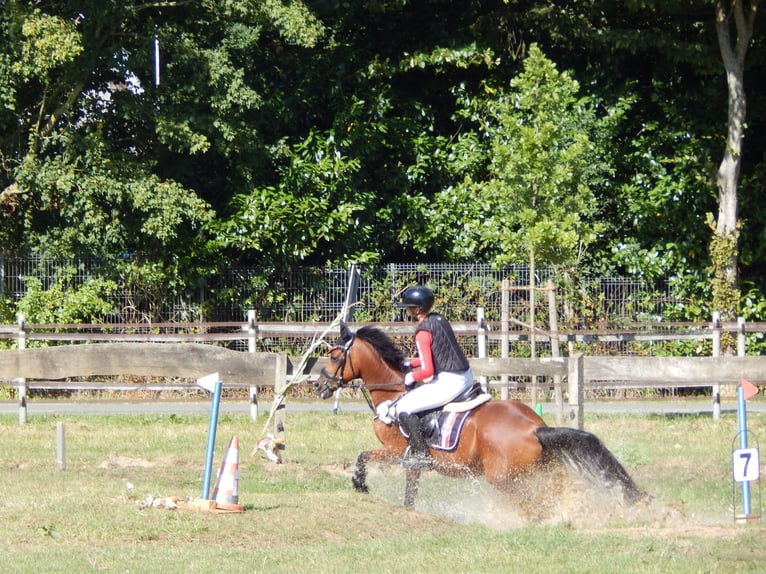 Pony tedesco Castrone 16 Anni 147 cm Baio in Moormerland Pony tedesco Castrone 16 Anni 147 cm Baio in Moormerland